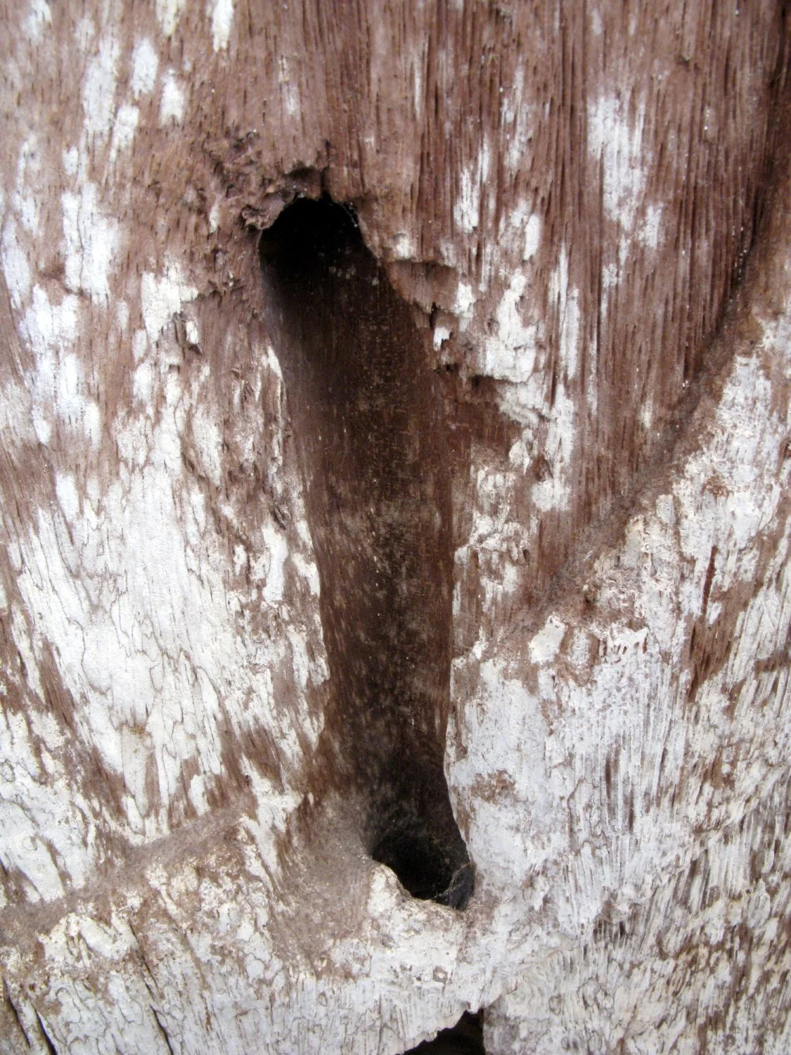 LS-232 detail